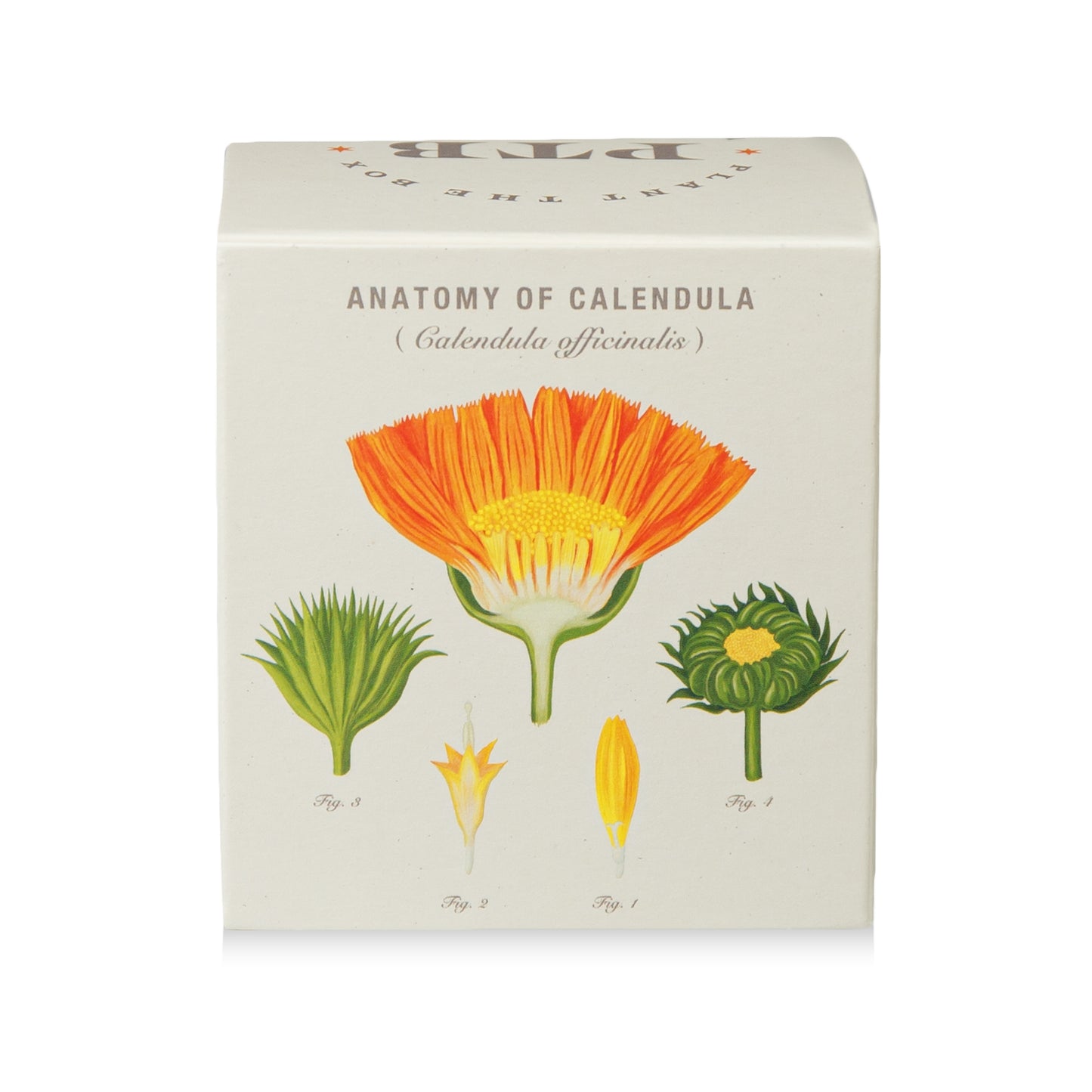 Alternate Image of Catalan Calendula Candle