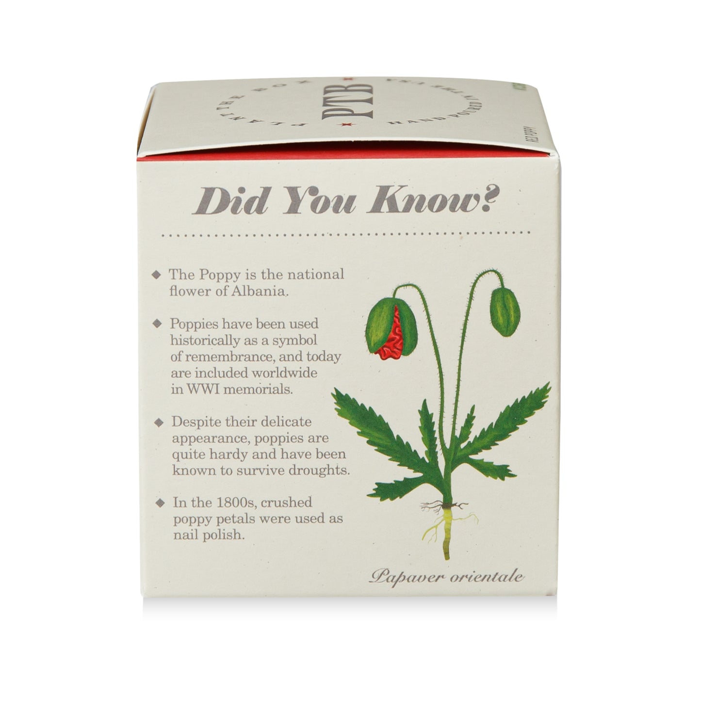 Alternate Image of Red Poppy Candle