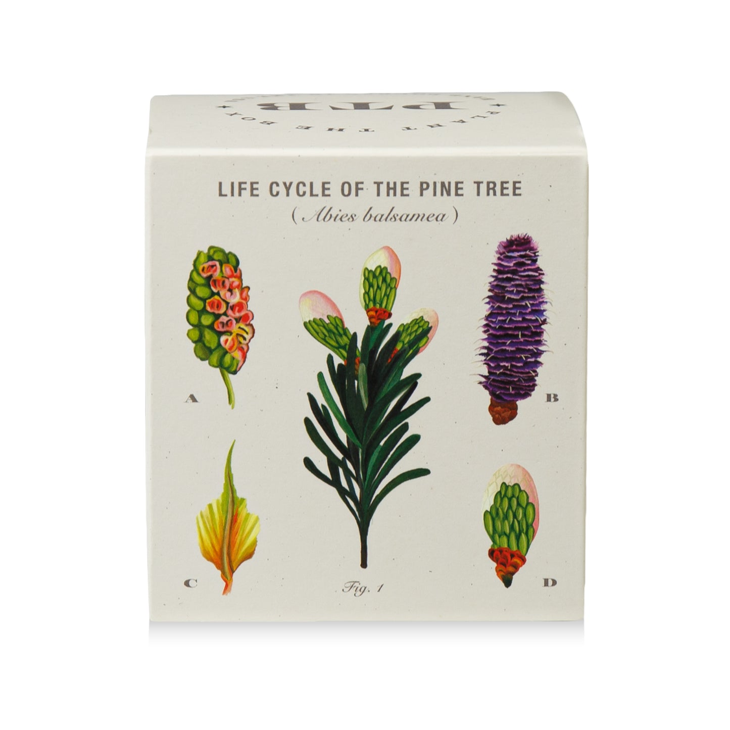 Alternate Image of Rustic Pine Plant The Box Candle