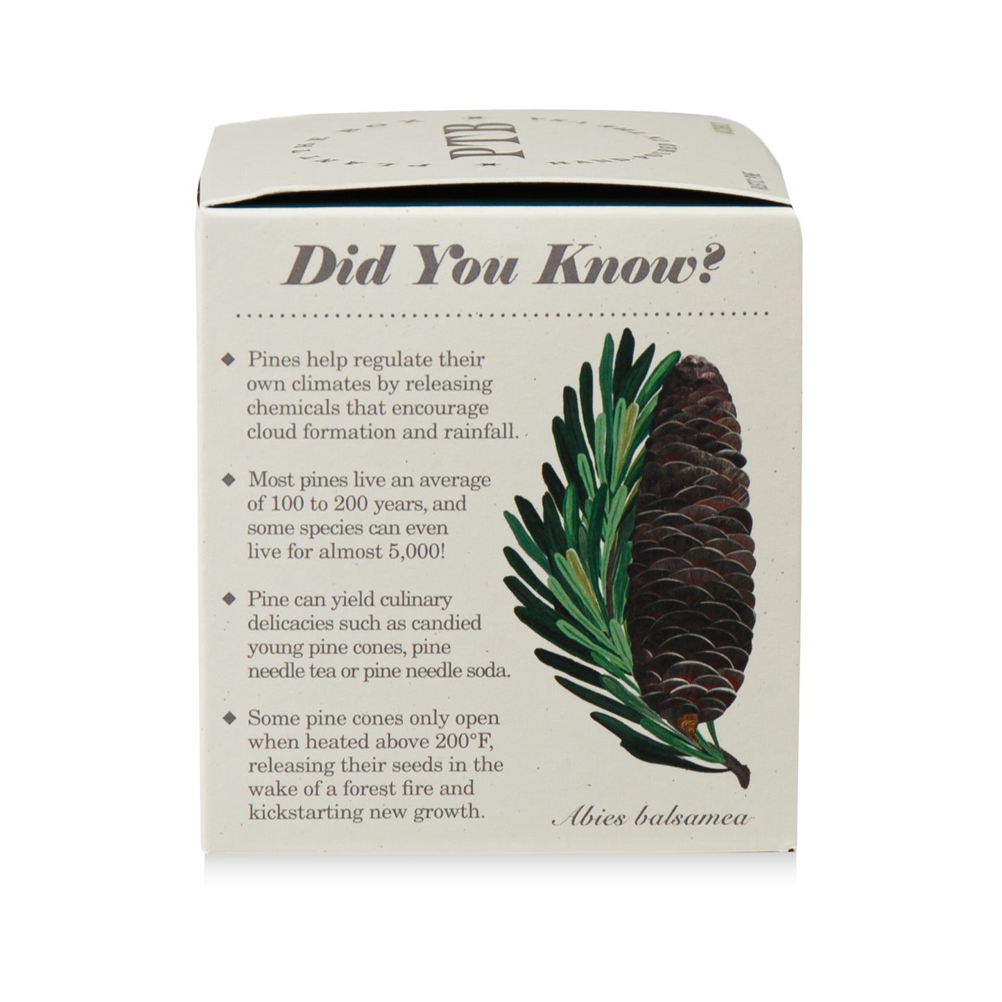 Alternate Image of Rustic Pine Plant The Box Candle