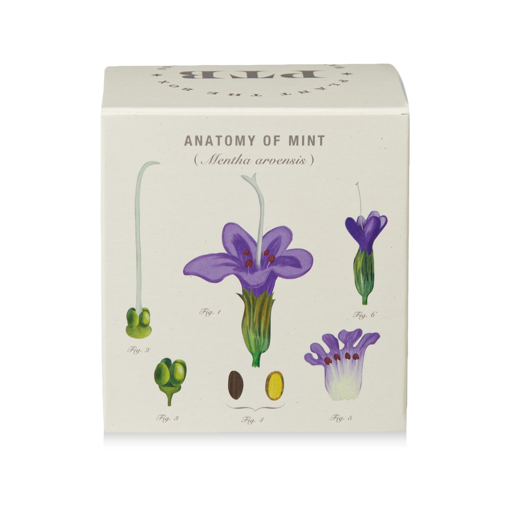 Alternate Image of Crushed Mint Candle