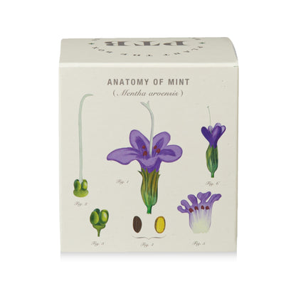 Alternate Image of Crushed Mint Candle