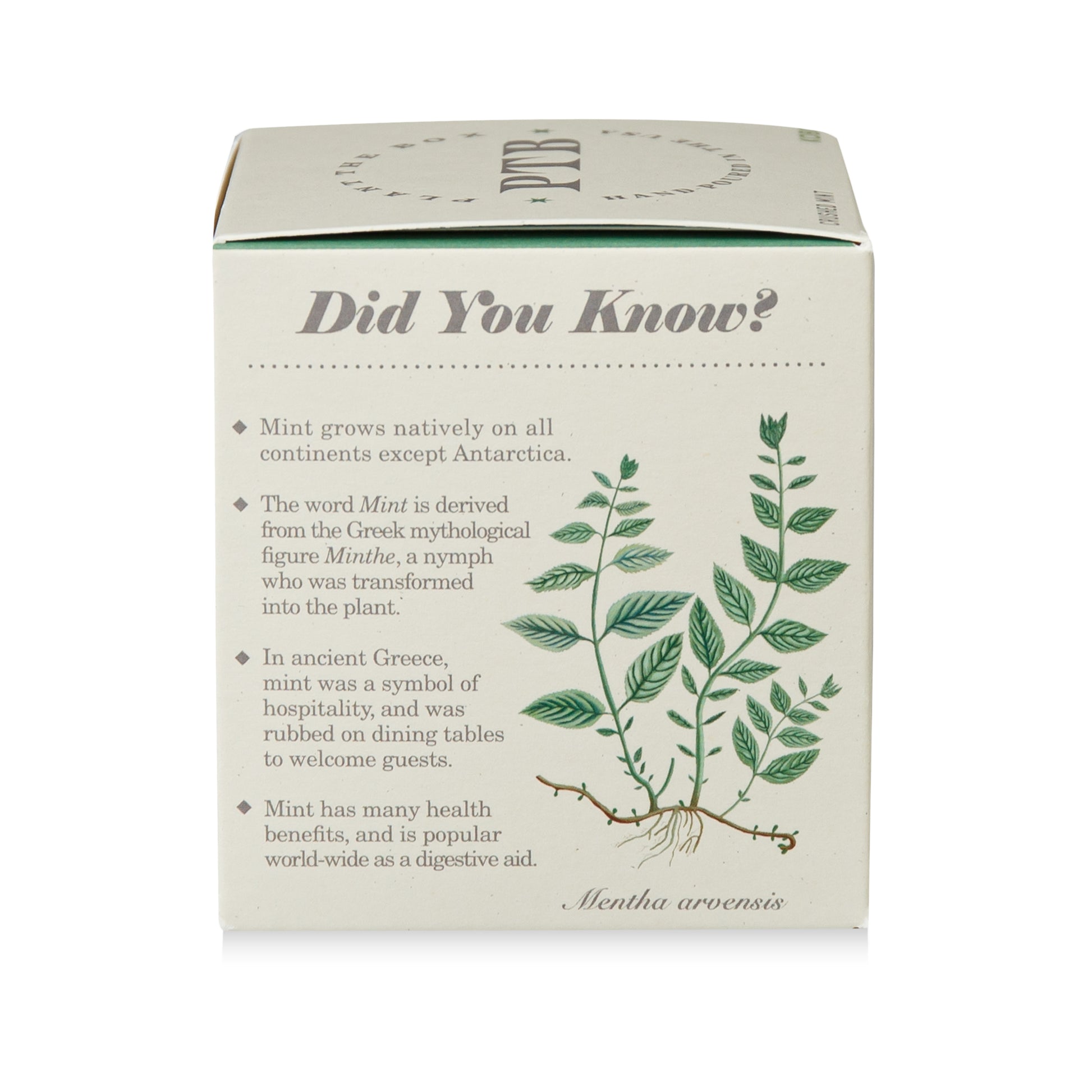 Alternate Image of Crushed Mint Candle