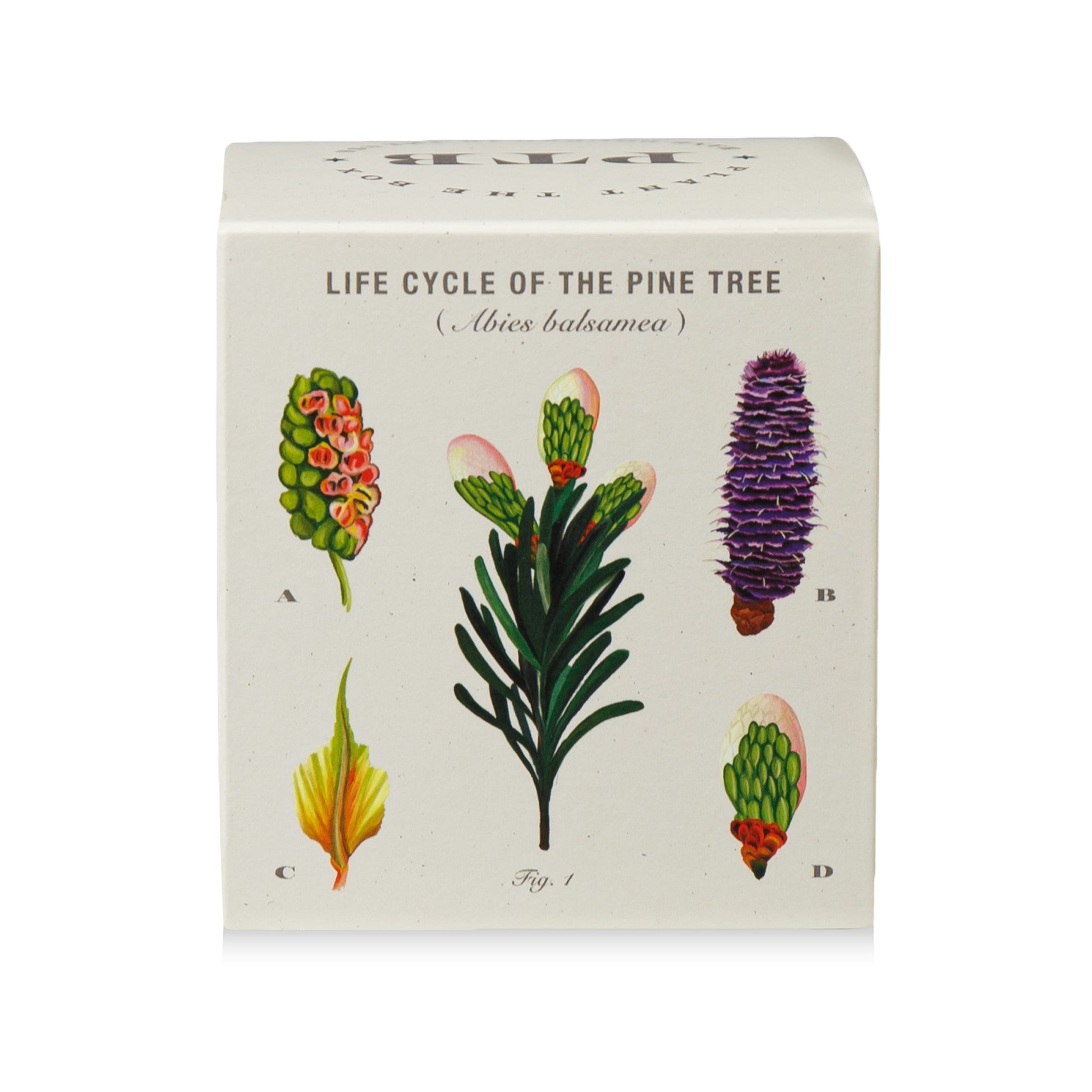 Alternate Image of Rustic Pine Plant The Box Candle