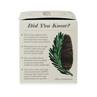 Alternate Image of Rustic Pine Plant The Box Candle