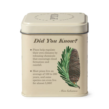 Alternate image of Rustic Pine Plant the Box 10 oz Tin Candle