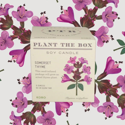 Somerset Thyme Plant The Box Candle