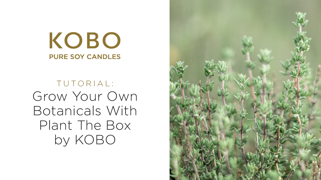 Load video: KOBO Candles - Tutorial: Grow Your Own Botanicals with Plant The Box by KOBO