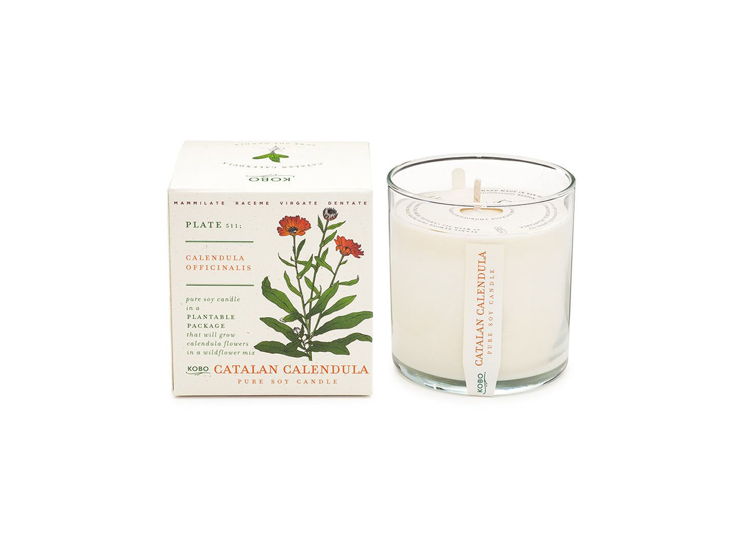 Catalan Calendula Plant The Box 9 oz Candle