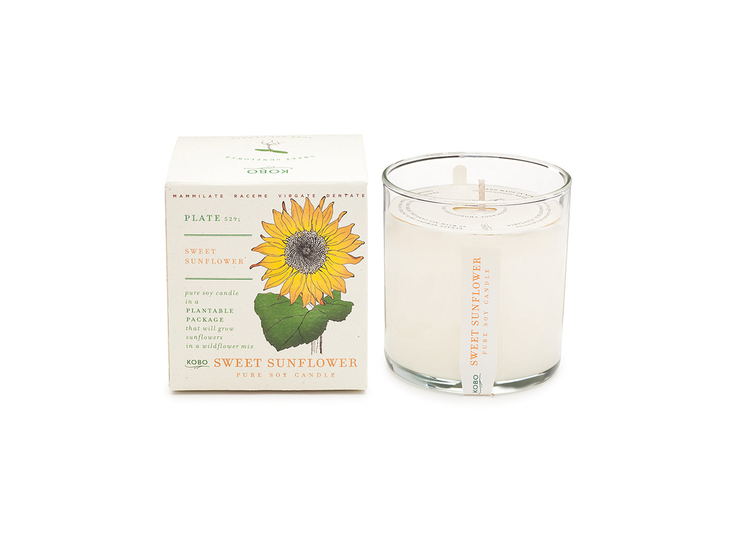 Sweet Sunflower Plant The Box 9 oz Candle